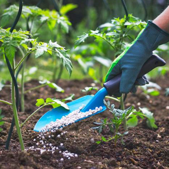 10 Pro Tips for Fertilizing Your Container Plants