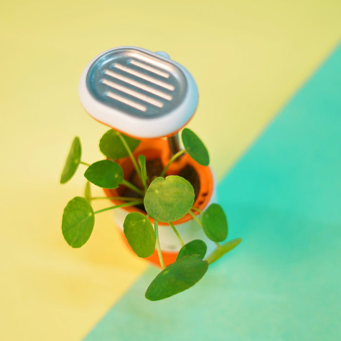 10 Most Popular Houseplants on Instagram