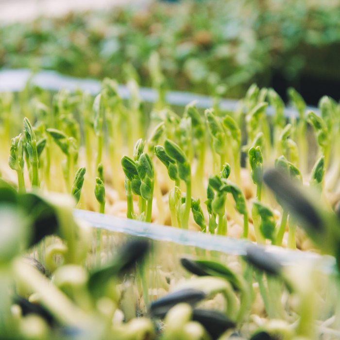 Microgreens: The Nutritional Powerhouses for Indoor Farming Enthusiasts