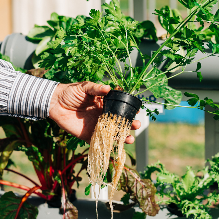 Hydroponics vs. Aeroponics: Which Indoor Farming Method is Right for You?