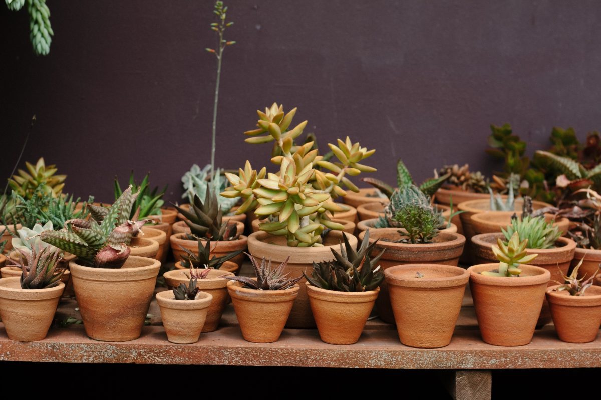 5-shade Loving Succulents for Your Desk at Work