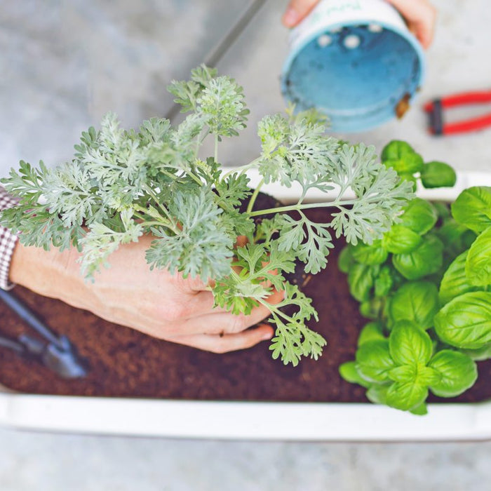 5-signs That Your Plant Needs Repotting