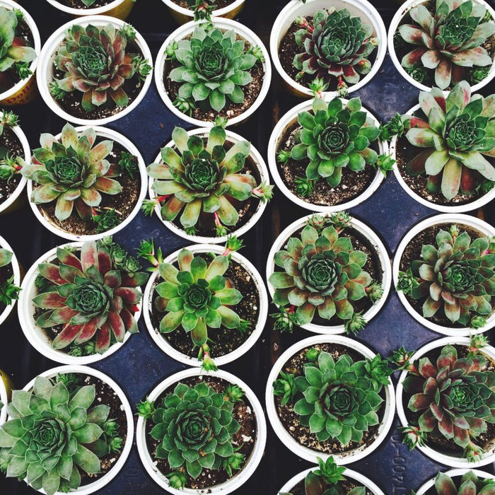 5-tips to Grow Your Succulents Faster
