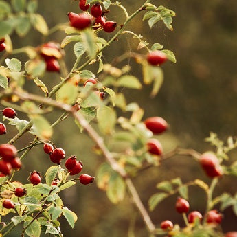 5 Easiest Fruit Plants To Grow Indoors