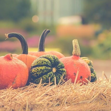 5 Picks For Your Fall Vegetable Garden