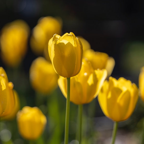 5 Perennials Plants for Your Spring Garden!