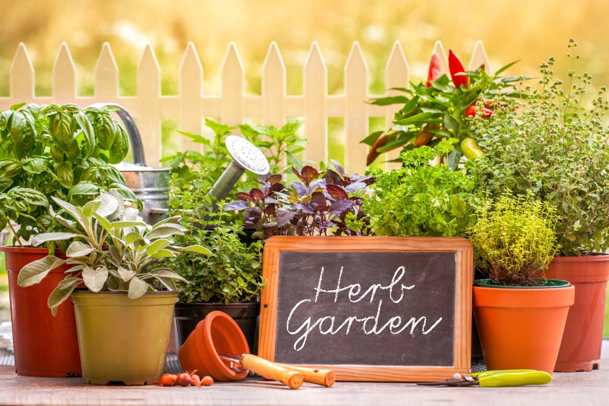 5 Reasons to Grow Your Own Herb Garden