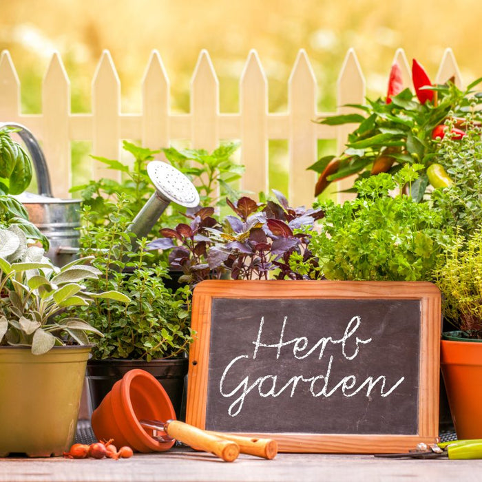 5 Reasons to Grow Your Own Herb Garden