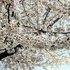 5 Winter Flowers For Your Garden