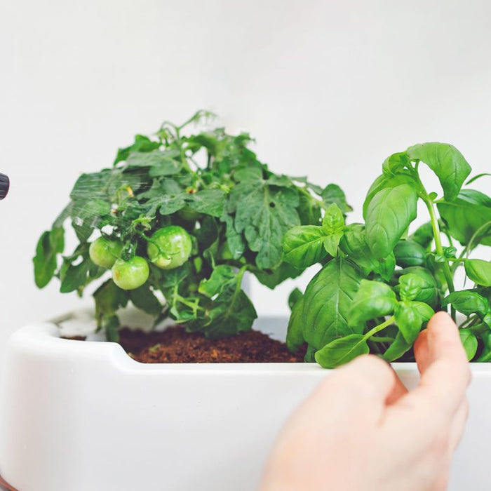 6-common Gardening Mistakes You’re Probably Making