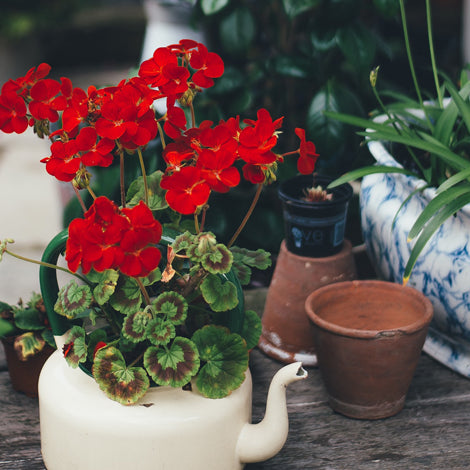 7 Low Maintenance Flowers You Can’t Kill