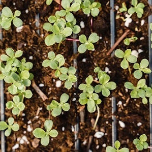 Best Growing Medium For Hydroponics