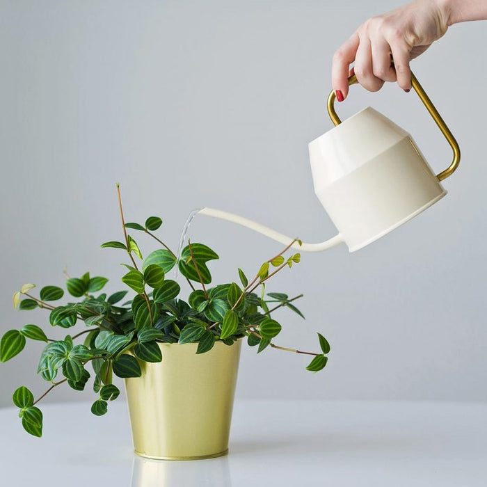 Beginner’s Guide to Watering Indoor Plants