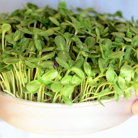 Beginners Guide to Grow Microgreens