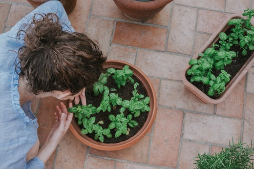 Beneficial Plants for Your Medicinal Garden