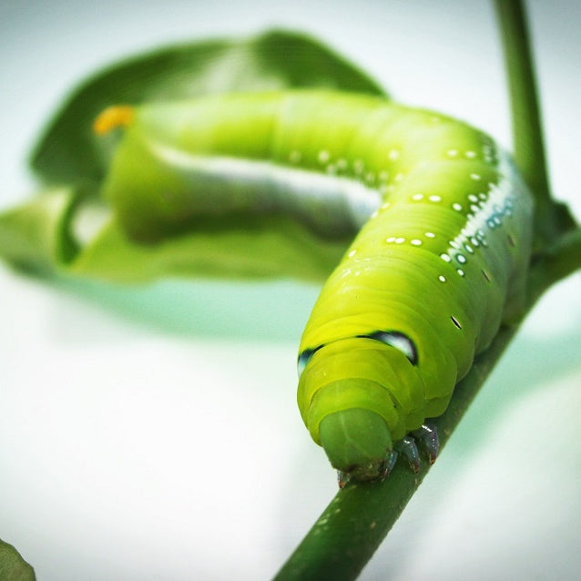 Creepy Plants To Gift For Halloween