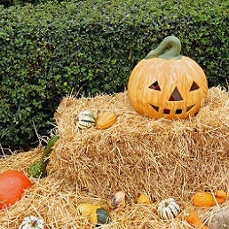 Creepy Houseplants for Halloween