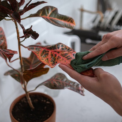 Do’s and Don’ts for Cleaning Your Houseplants