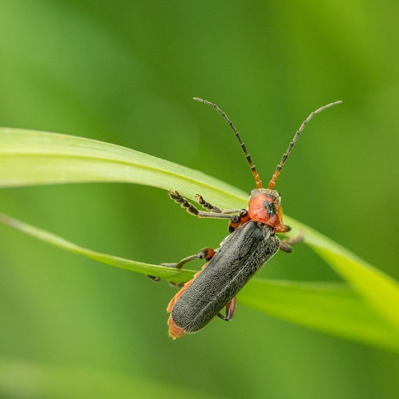 Easy and Safe Kitchen Remedies to Get a Handle on Garden Pests