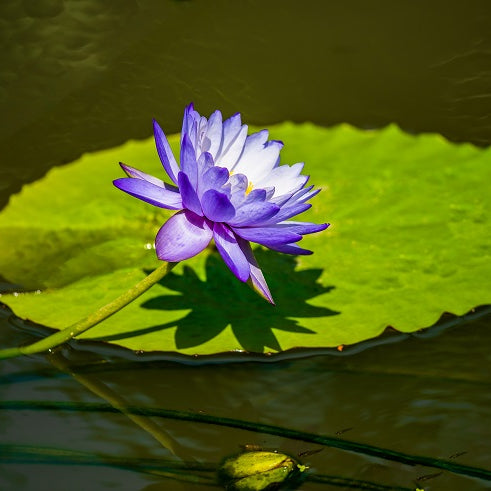 Floating Plants for Your Freshwater Pond and Aquariums