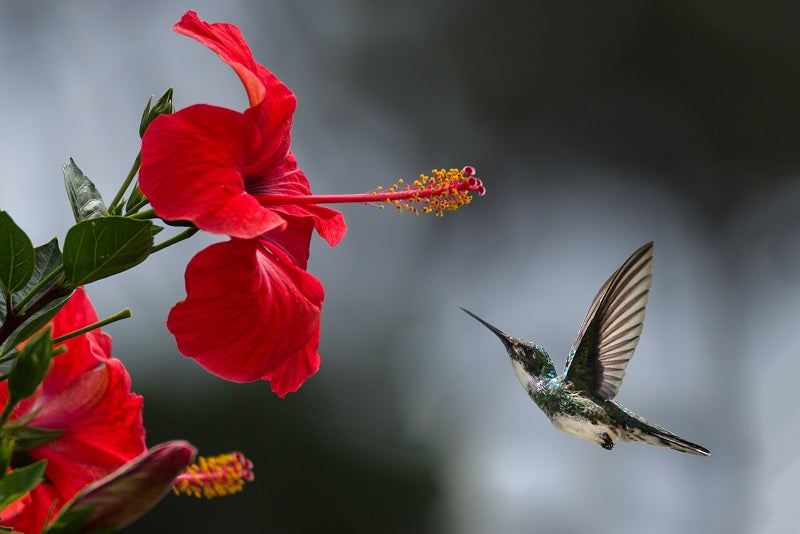 Flowers That Attract Hummingbirds