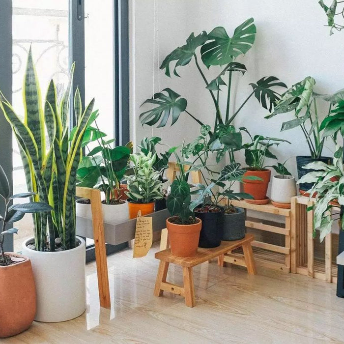 Gardening Trends to Dig Into in 2021