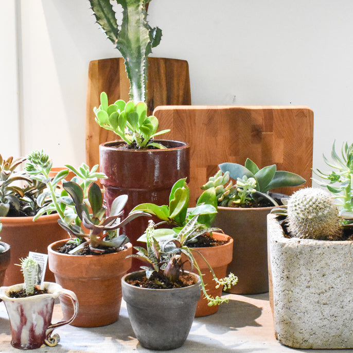 Get Your Plants Ready for Spring