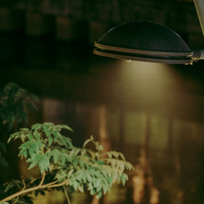 Grow Lights for Indoor Plants & Gardening