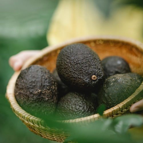 Grow an Avocado Tree in a Small Container at Home