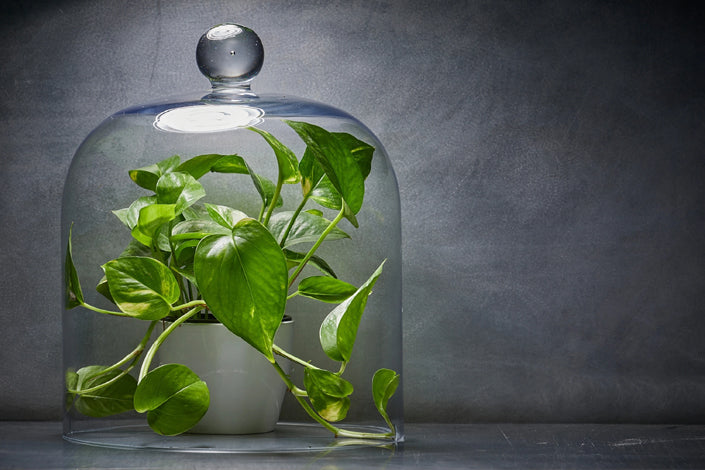 Grow these indoor plants to boost your immunity during COVID 19