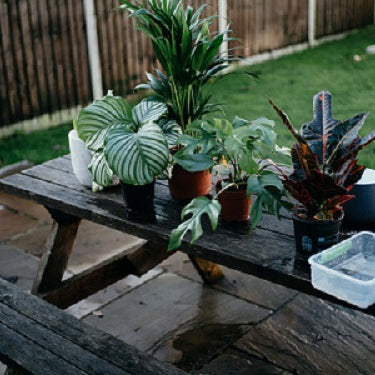 Here’s How Self-watering Pots Work