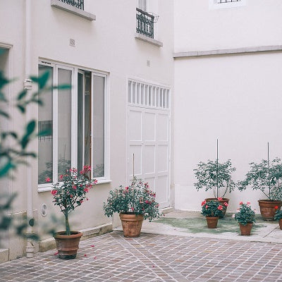 How to Bring Indoor Plants Outside