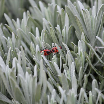 How to Bring Plants Inside for Winter Without Bugs