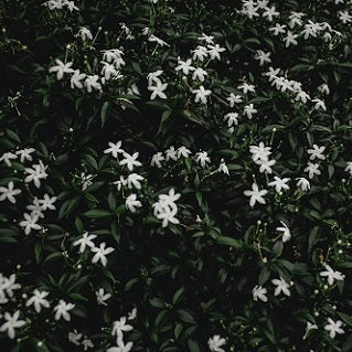 How to Grow Jasmine Indoors