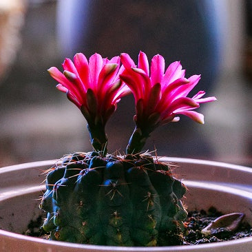 How to Identify Christmas Cactus, Thanksgiving Cactus, or Easter Cactus