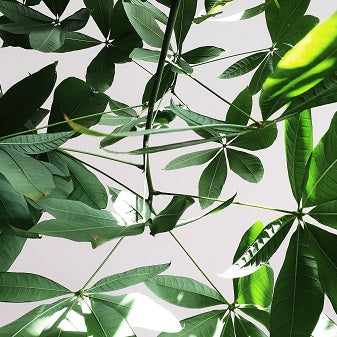 How to Propagate an Umbrella Plant