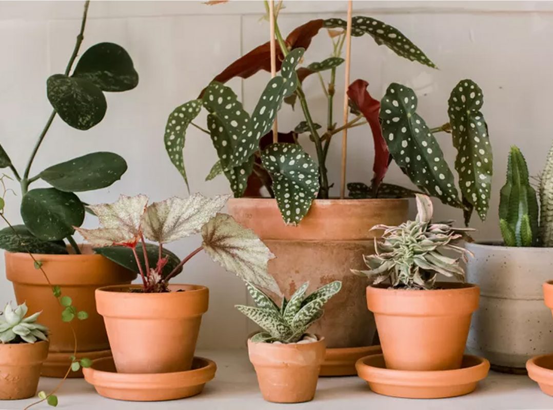 Indoor Gardening Tips for Thriving Houseplants