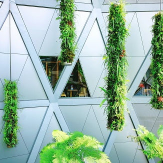 Indoor Hanging Plants for Beginners