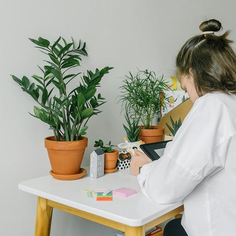 Indoor Plants for Asthma and Allergies