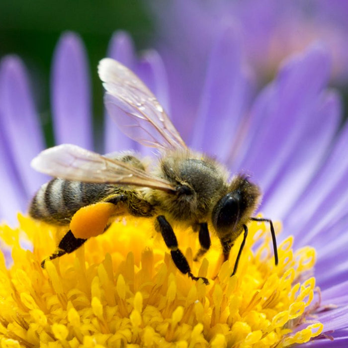 Learn How to Pollinate Your Plants Like a Bee