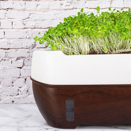 Microgreens For Skincare
