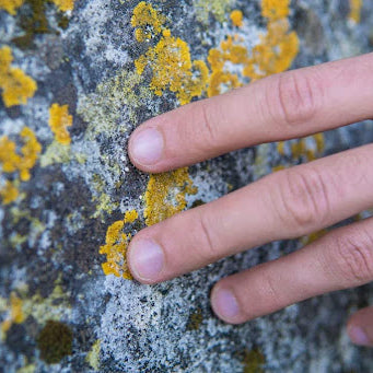 Mold: Everything You Need To Know