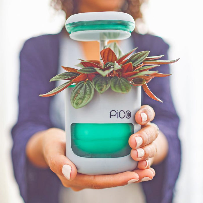 Most Frequently Asked Questions about Pico