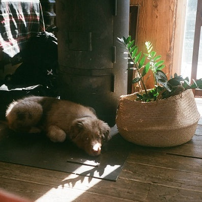 Plants That Are Poisonous to Dogs and Cats