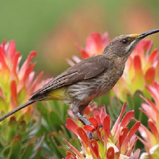 Plants That Attract Birds