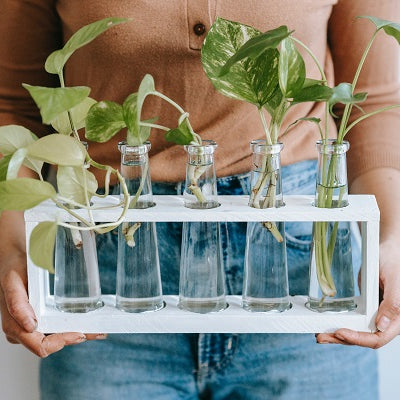 Plants That Grow Only in Water