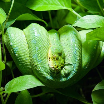 Plants That Repel Snake