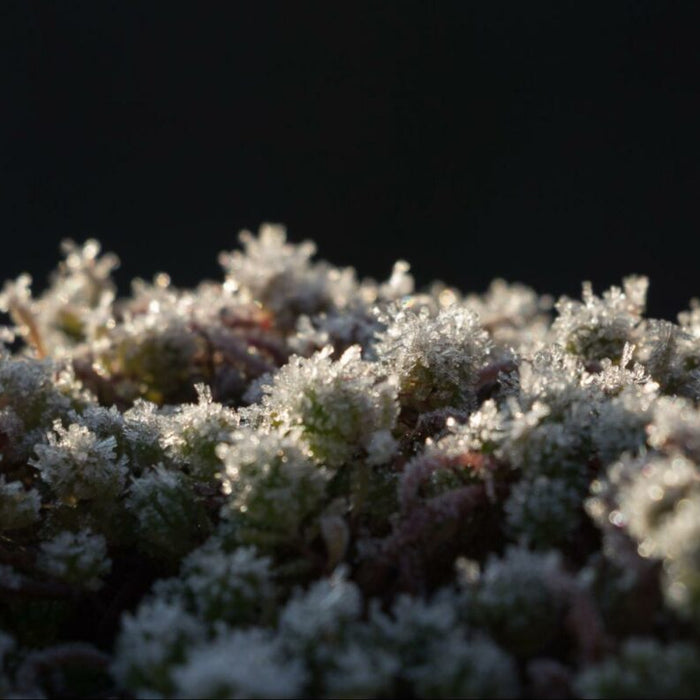 Plants That Will Survive the Winter