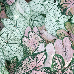 Pretty Pink Houseplants