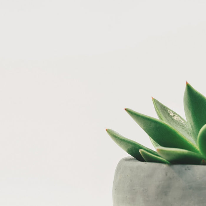Reasons to Have a Jade Plant at Home